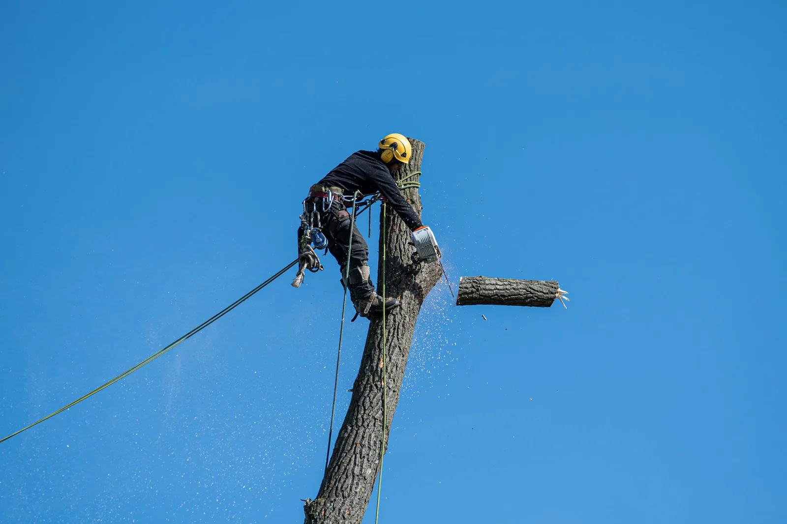 Tree removal worker with chainsaw cutting against a blue sky