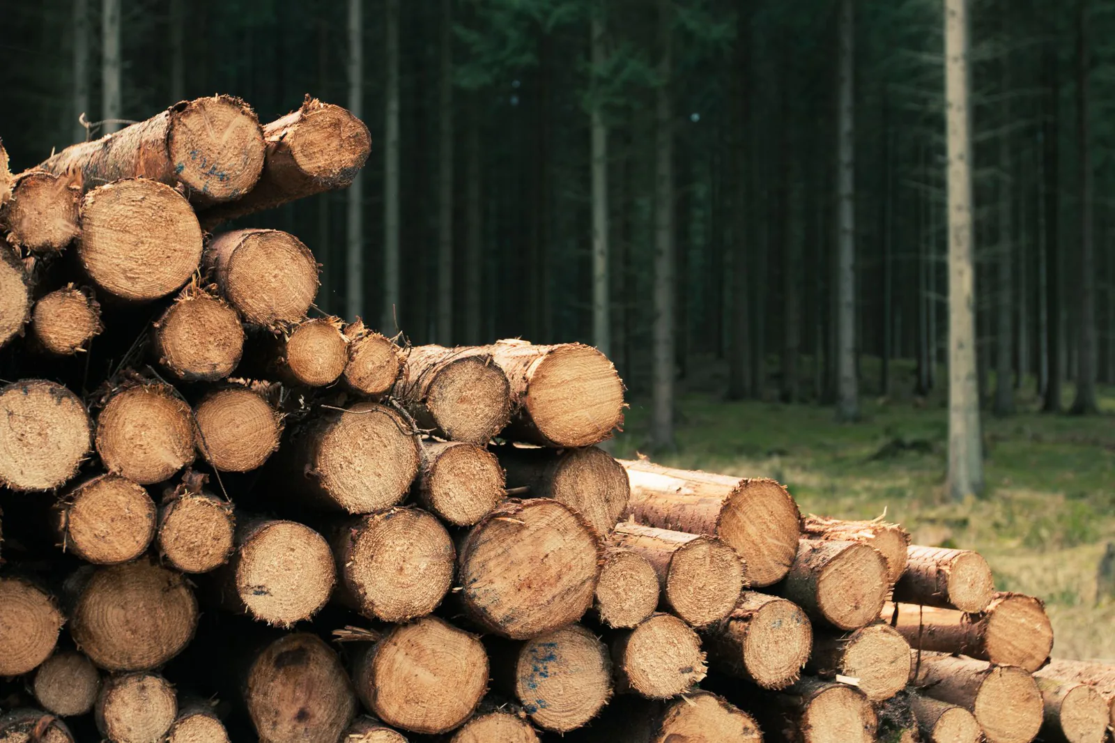 logs forest